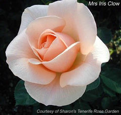 Immagine profilo di rosedrops